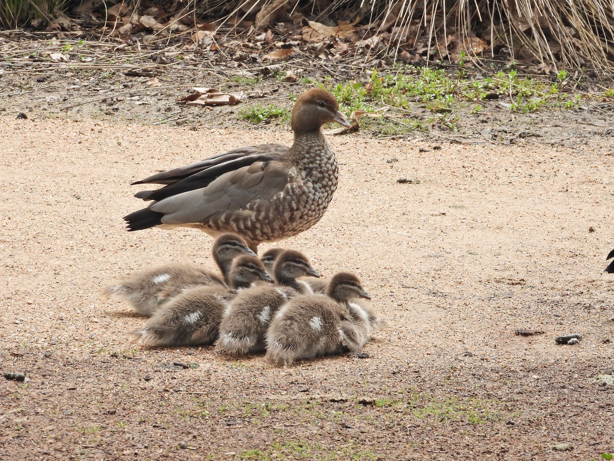 Maned Duck - ML645387392