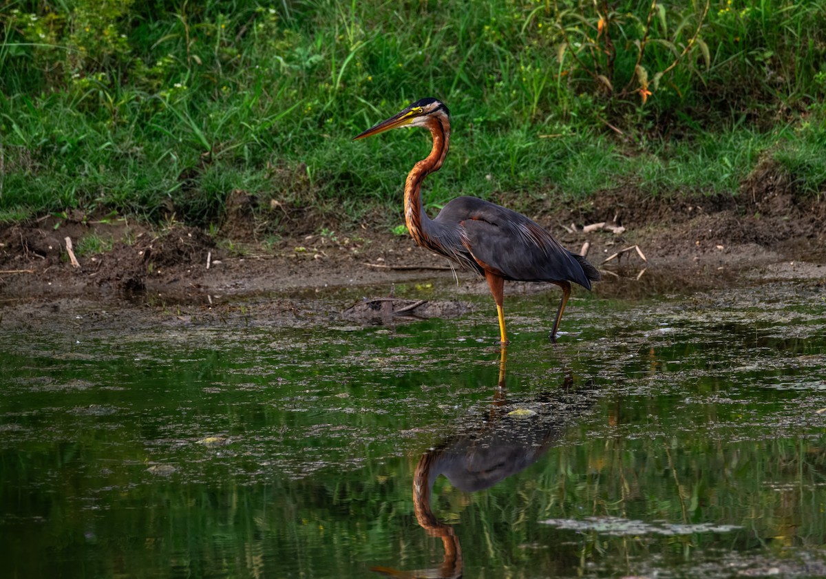 Purple Heron - ML645387393