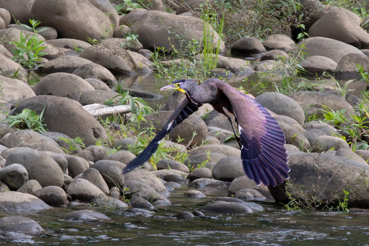 Bare-throated Tiger-Heron - ML645387394