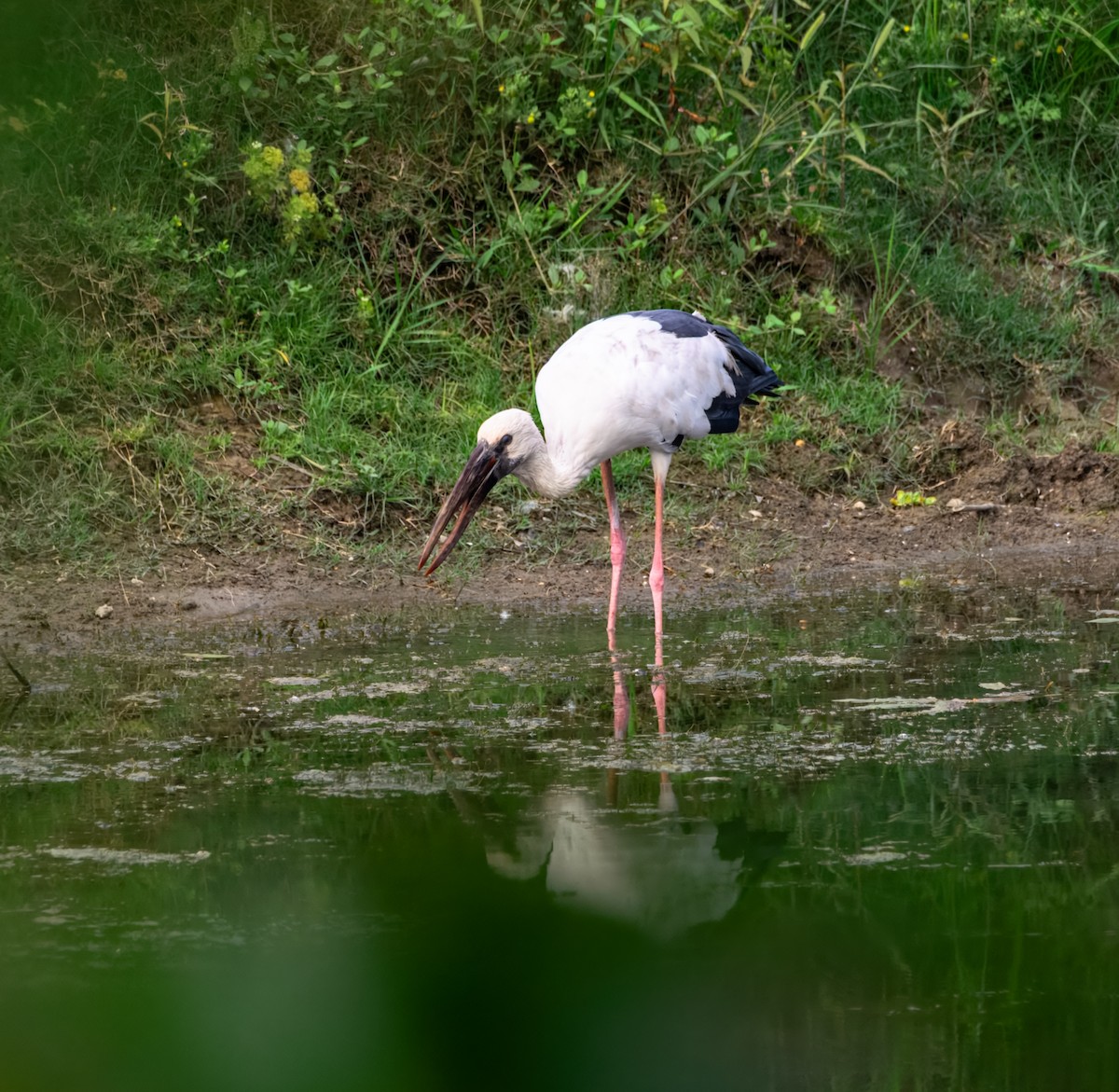 Asian Openbill - ML645387397