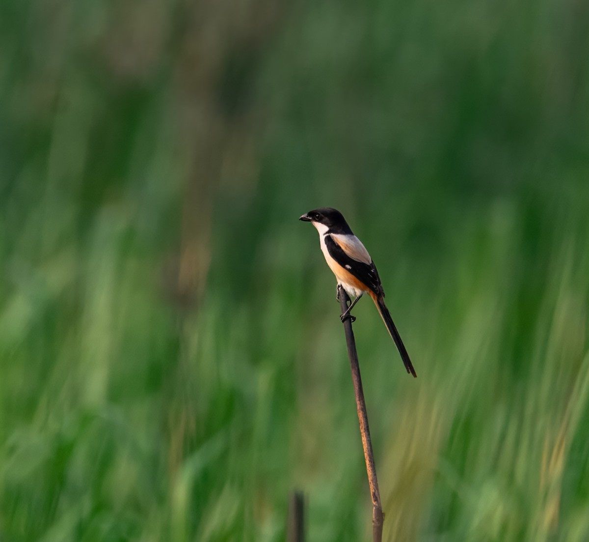 Long-tailed Shrike - ML645387399