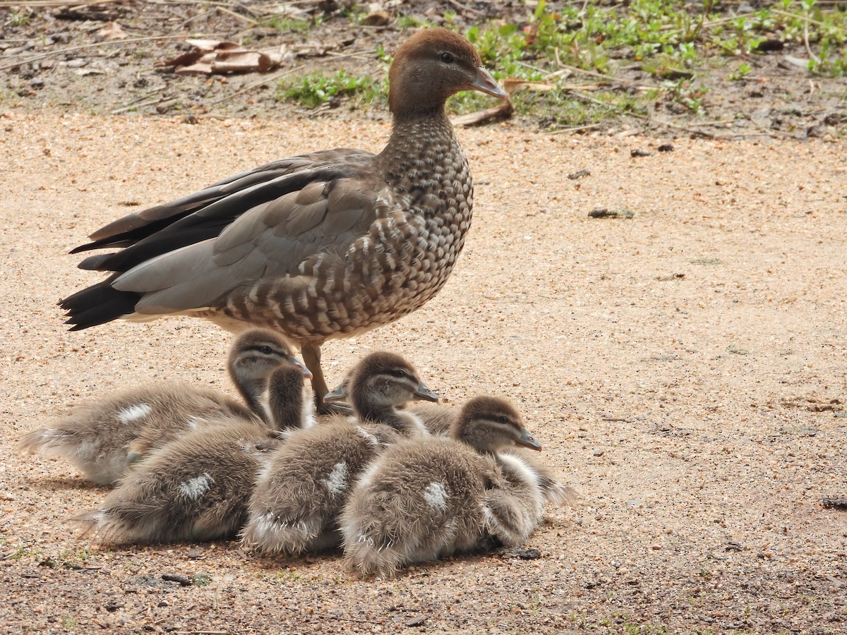 Maned Duck - ML645387400