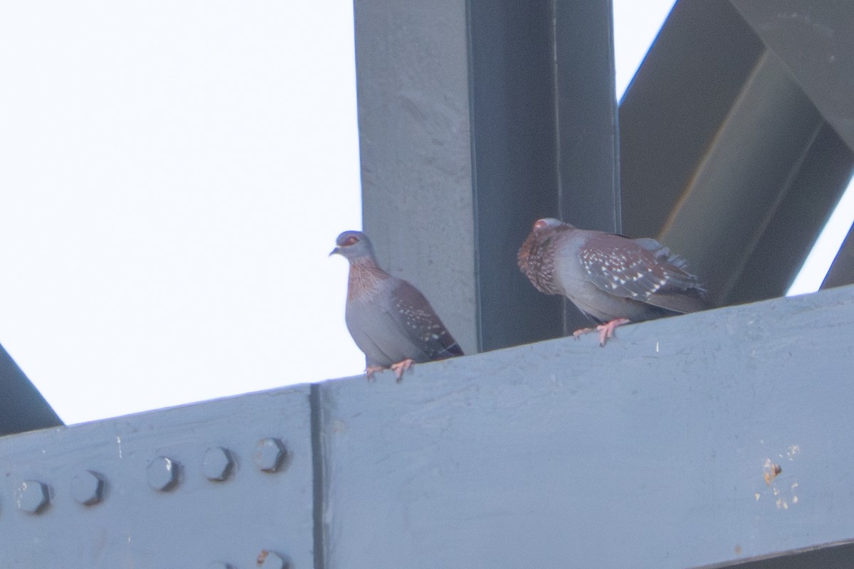 Speckled Pigeon - ML645387402