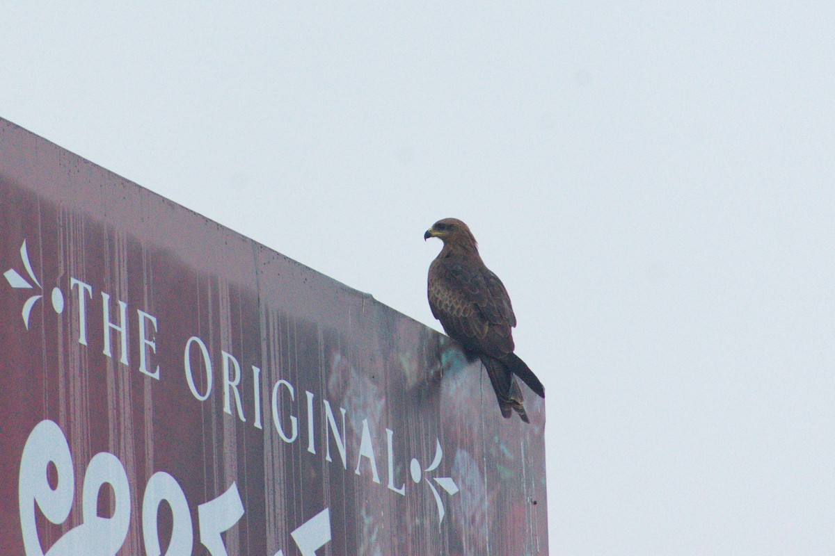 Black Kite - ML645387411
