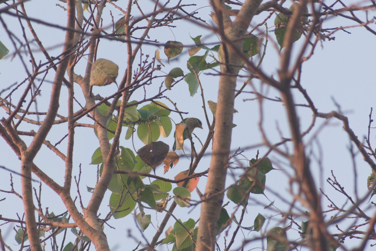 White-cheeked Barbet - ML645387412