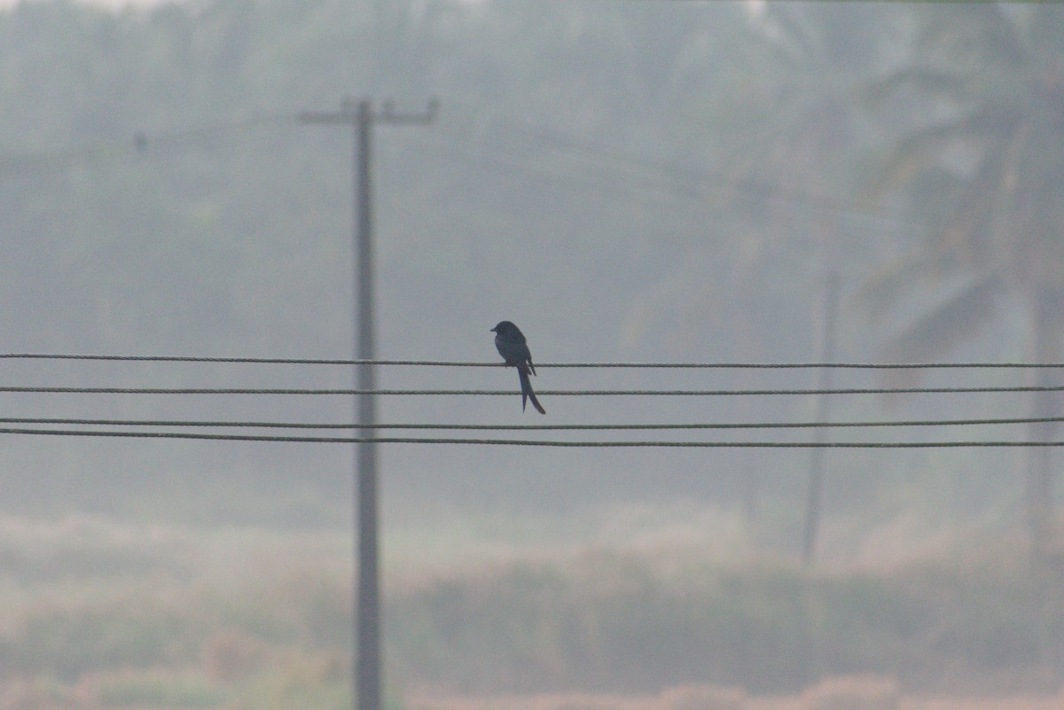 Black Drongo - ML645387414