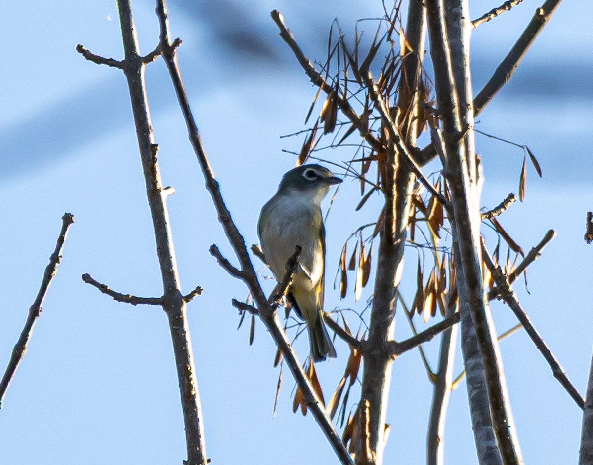 Blue-headed Vireo - ML645387416