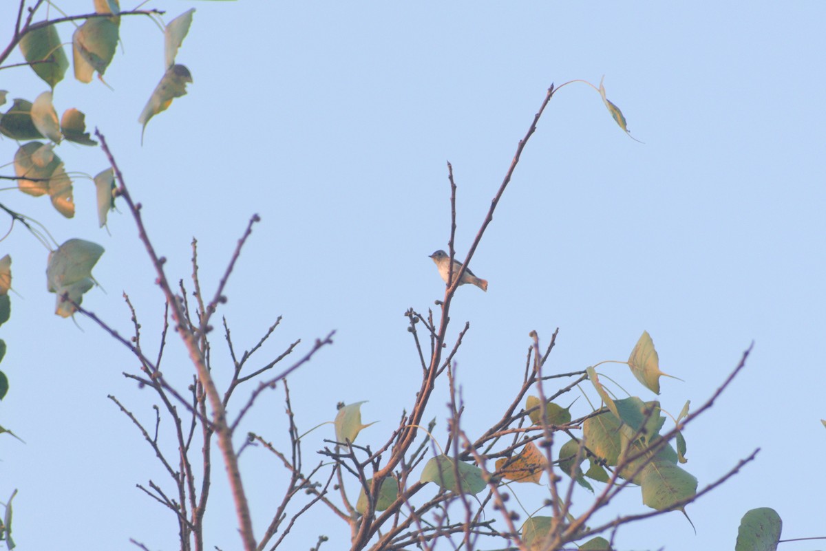 Asian Brown Flycatcher - ML645387418