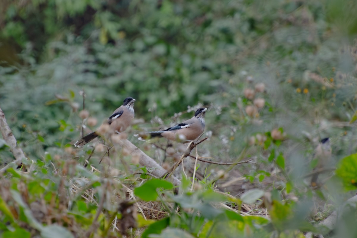 Black-headed Jay - ML645387421