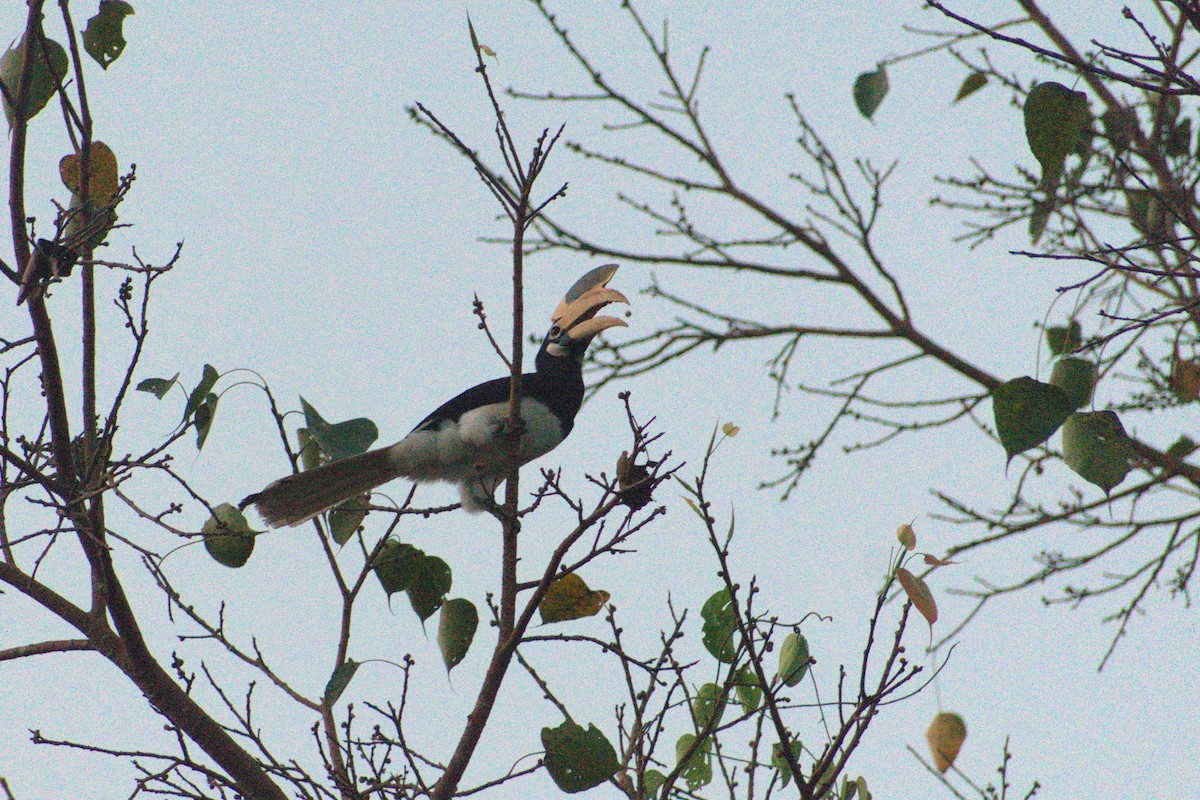 Cálao Coronado - ML645387432