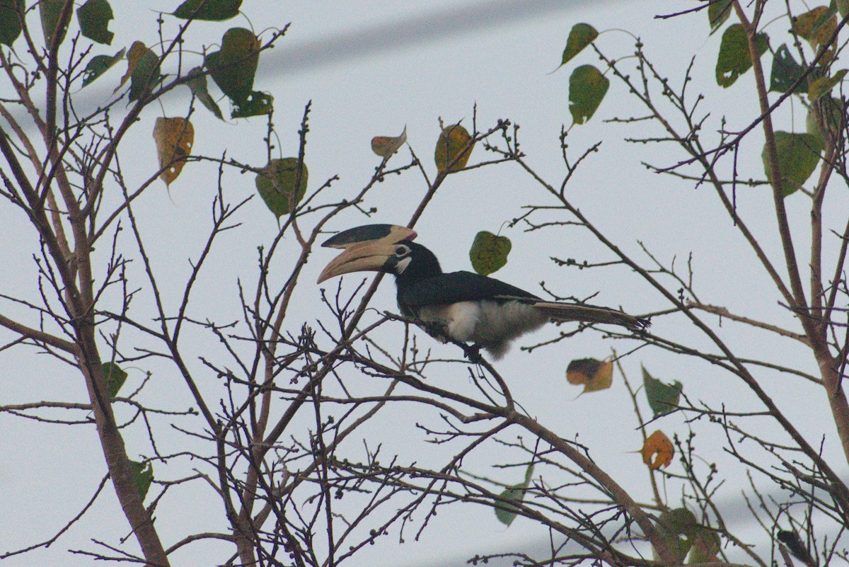 Cálao Coronado - ML645387433