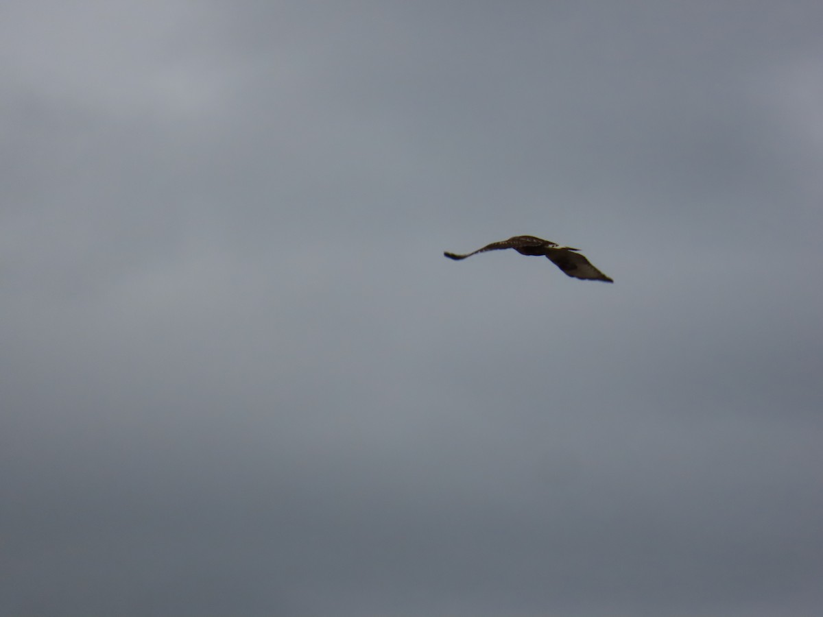 Rough-legged Hawk - ML645387436