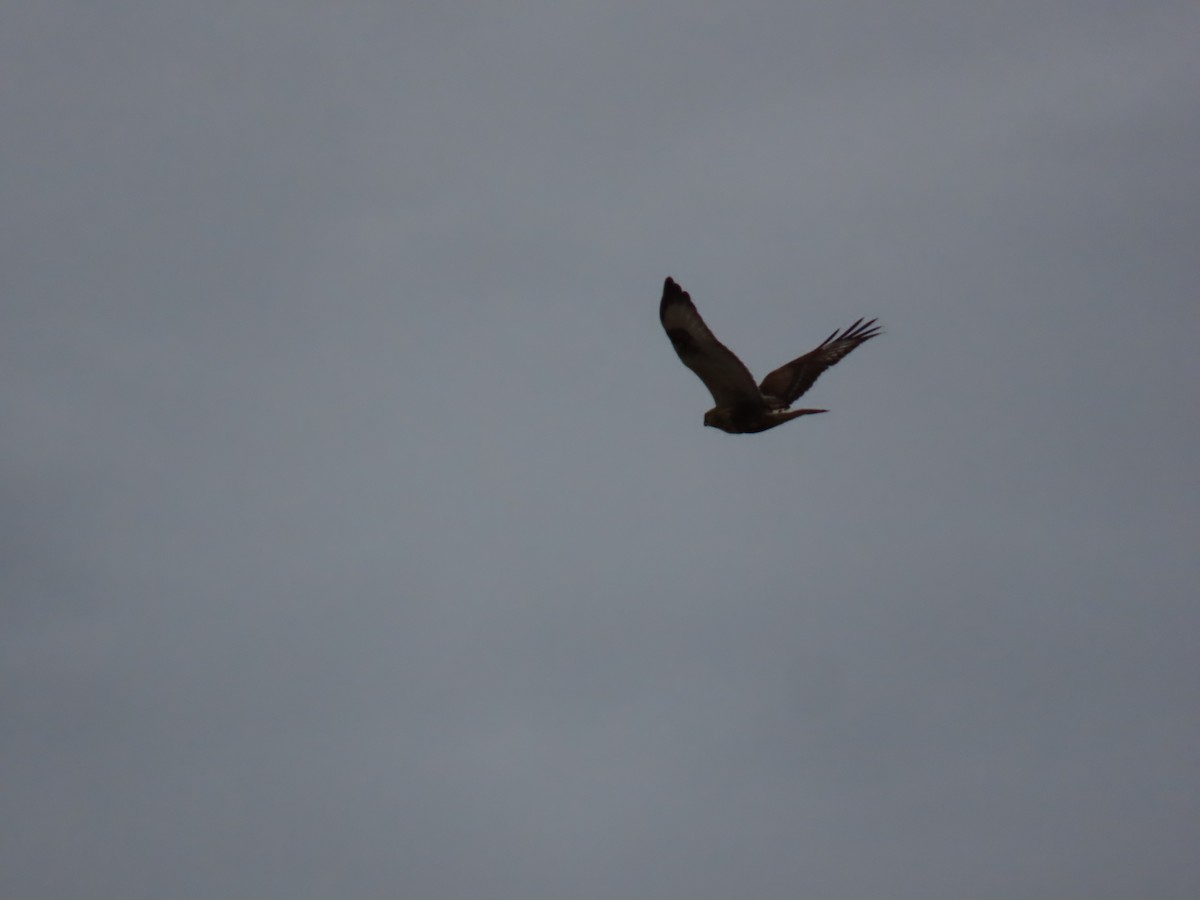 Rough-legged Hawk - ML645387437