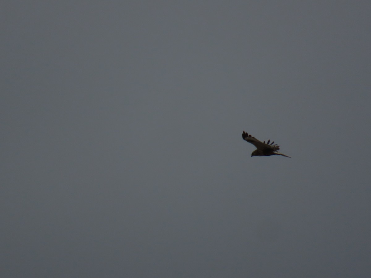 Rough-legged Hawk - ML645387438