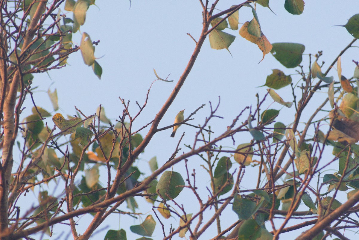 budníček žlutavý - ML645387465