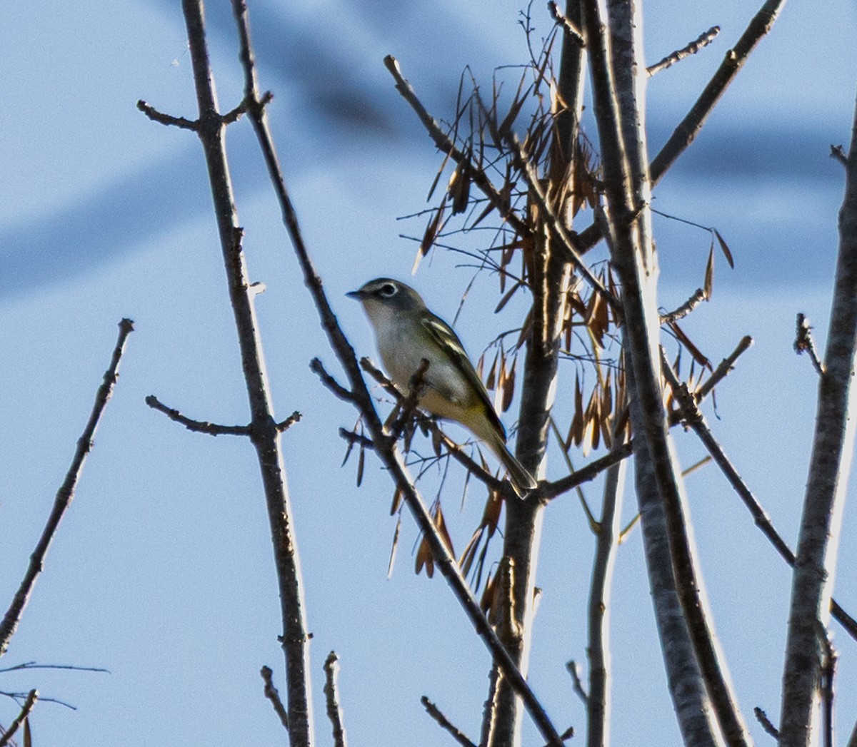 Blue-headed Vireo - ML645387467