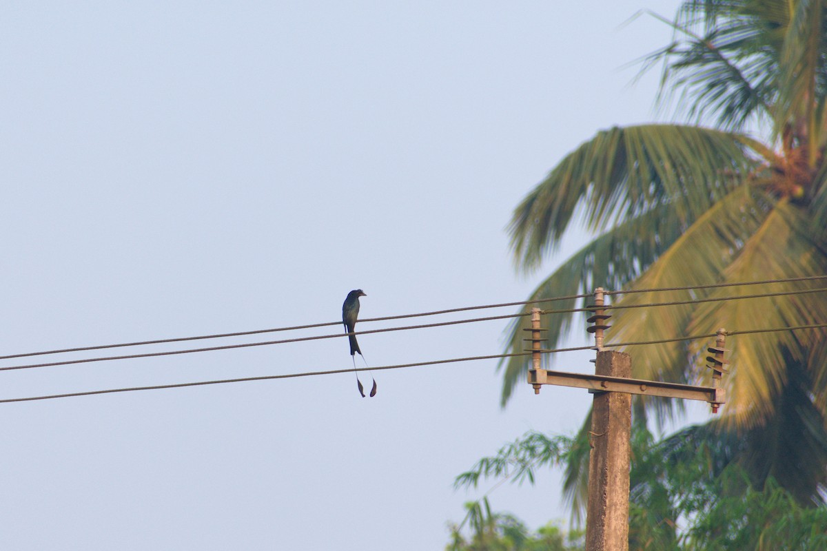 Greater Racket-tailed Drongo - ML645387470
