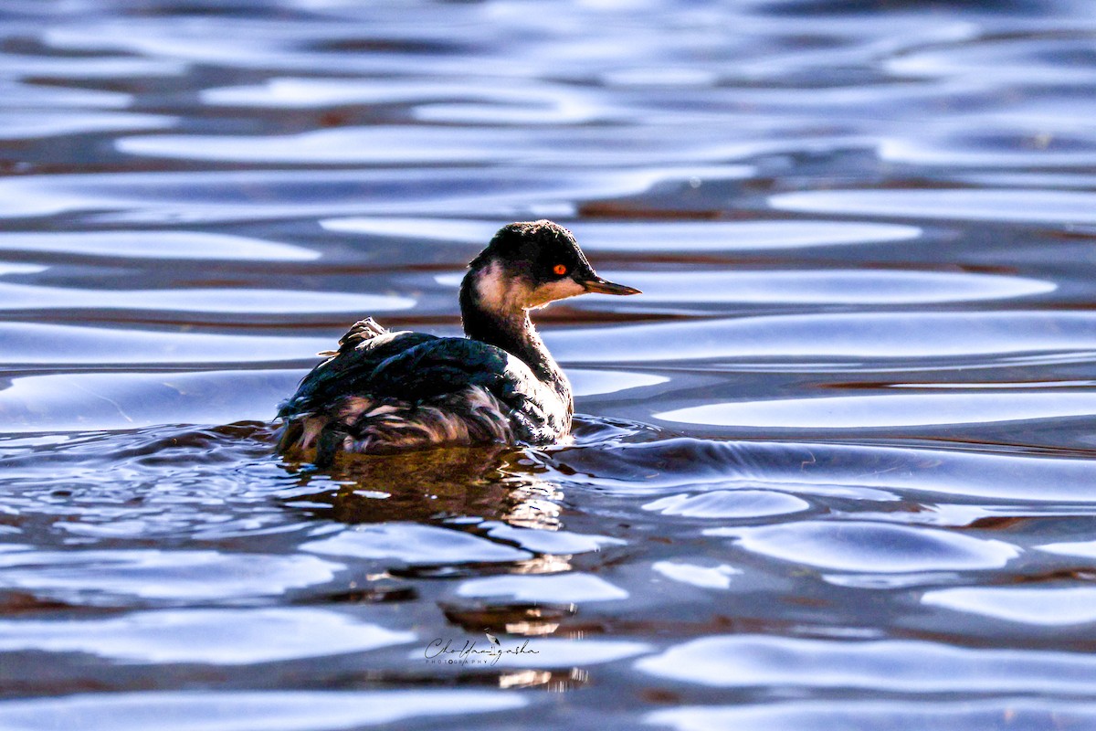 Eared Grebe - ML645387473