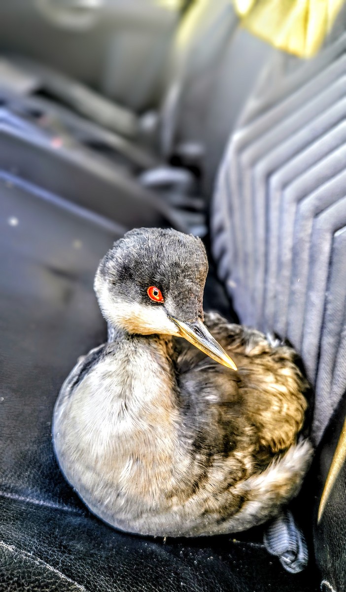 Eared Grebe - ML645387478