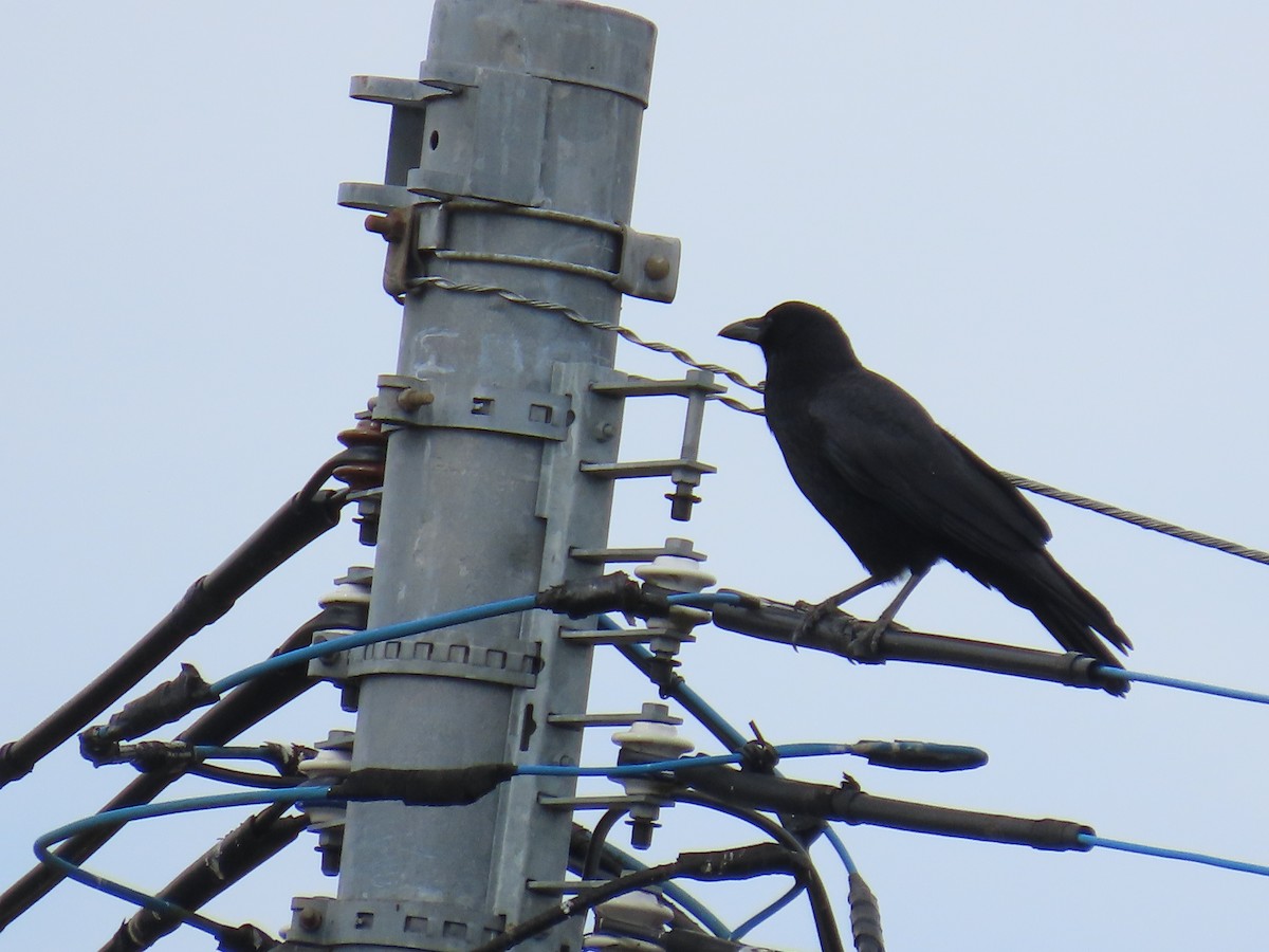 Carrion Crow - ML645387488