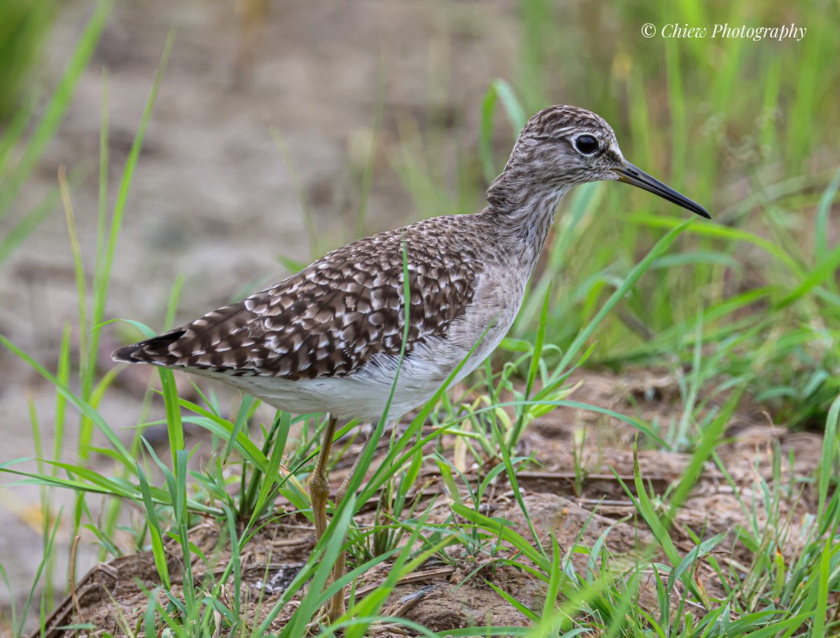 タカブシギ - ML645387511