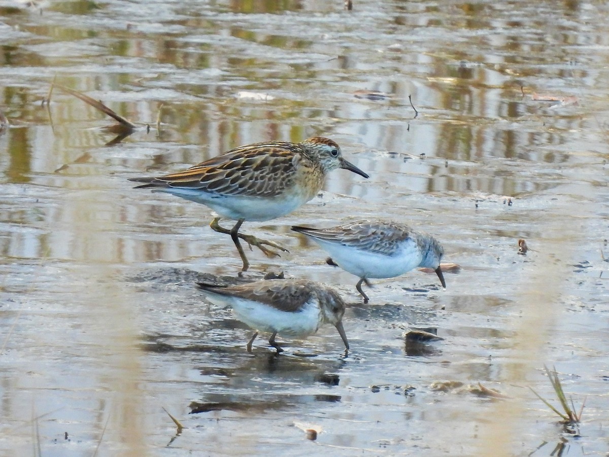 Sharp-tailed Sandpiper - ML645387516