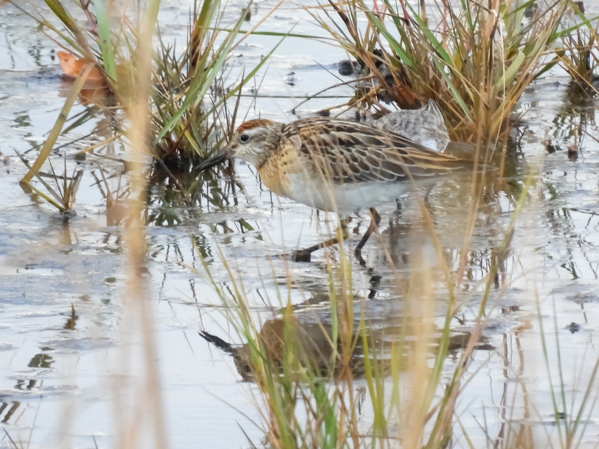 Sharp-tailed Sandpiper - ML645387517