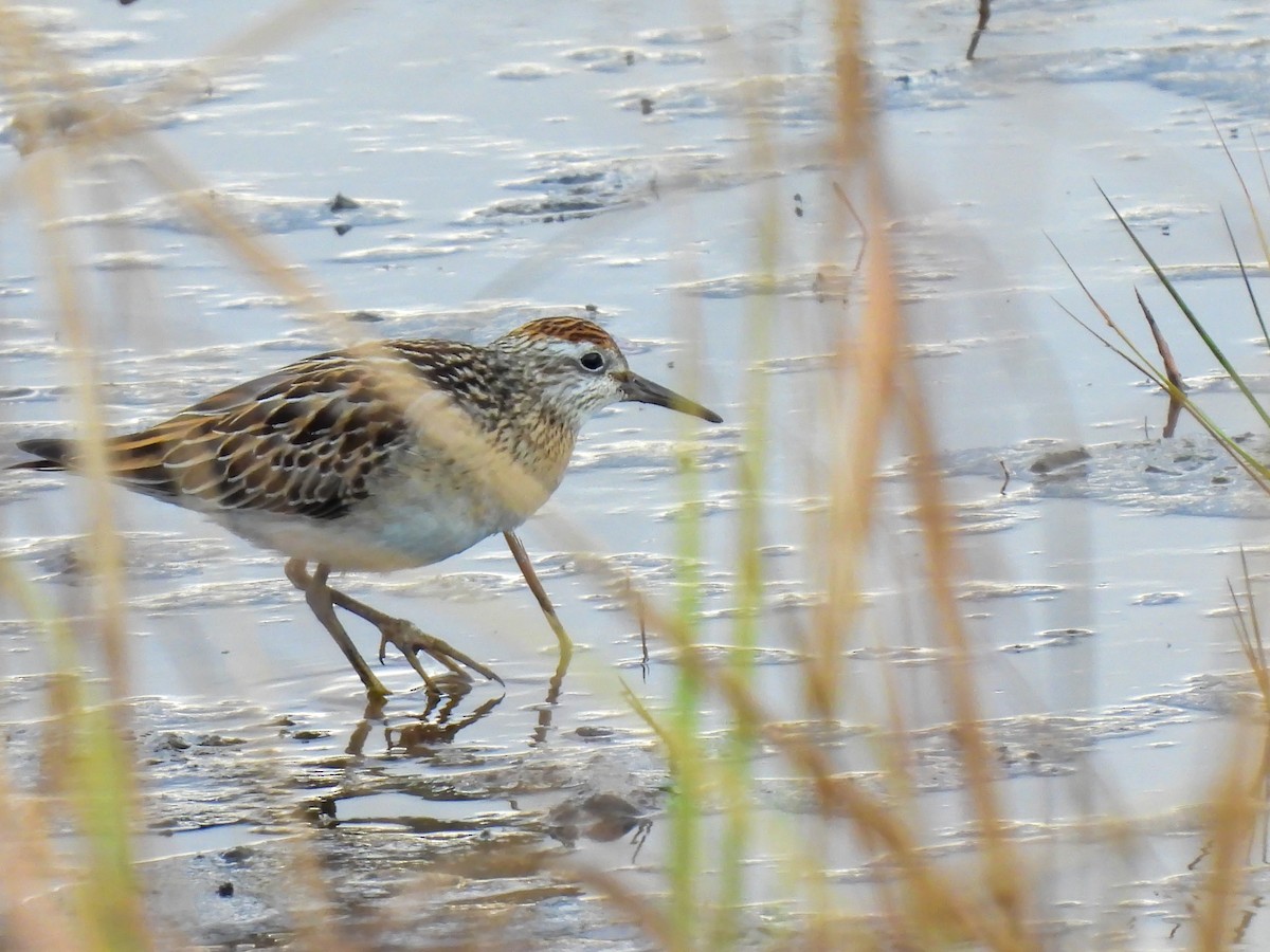 Sharp-tailed Sandpiper - ML645387518