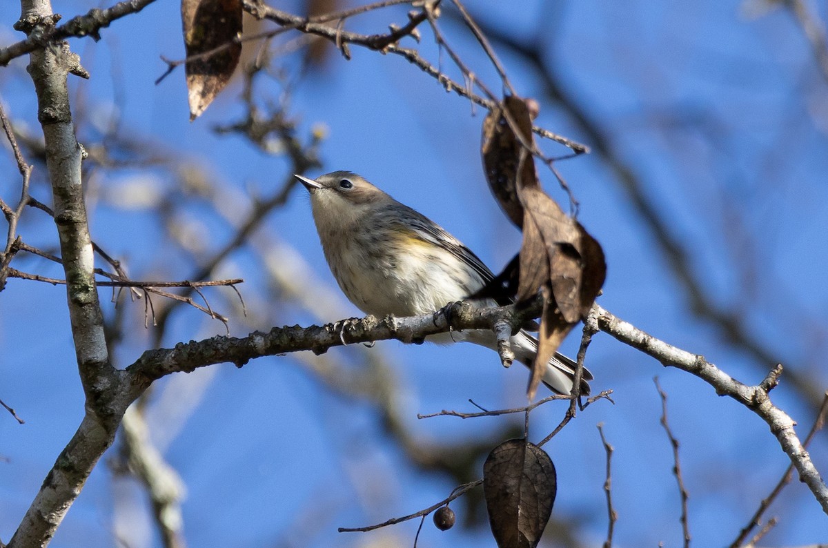 Yellow-rumped Warbler - ML645387523