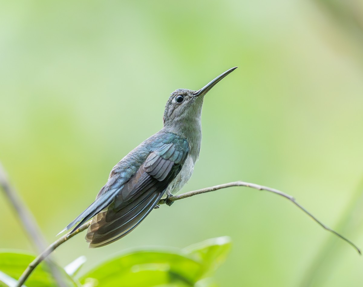 Gray-breasted Sabrewing - ML645387526
