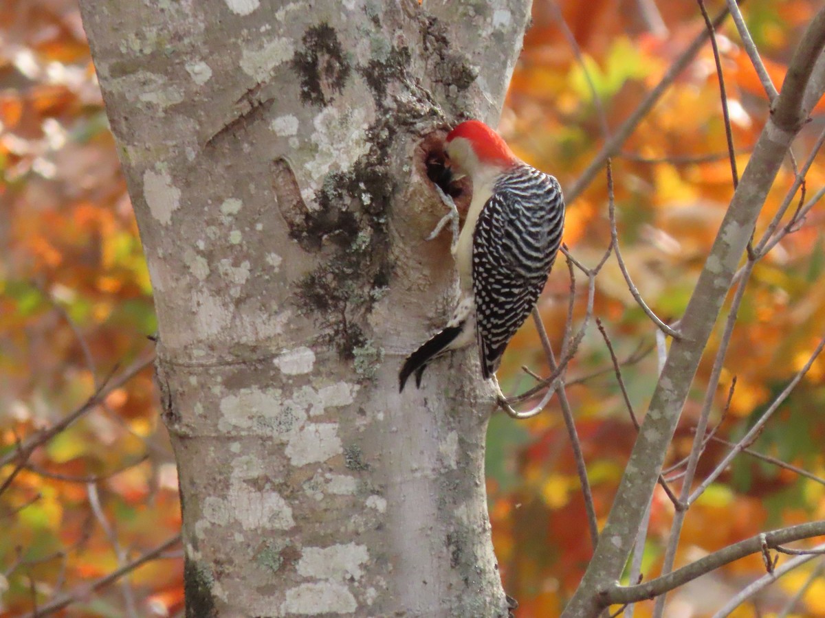 Red-bellied Woodpecker - ML645387531