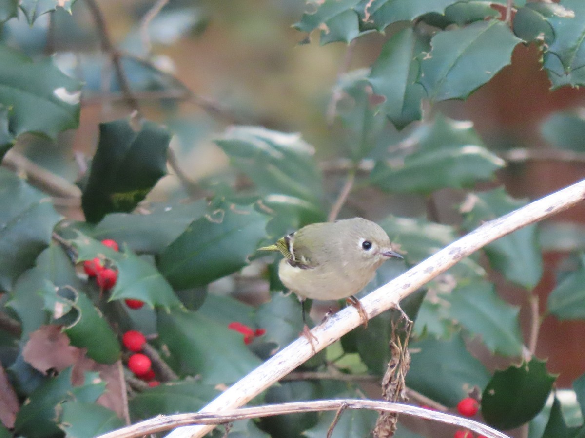 Ruby-crowned Kinglet - ML645387549