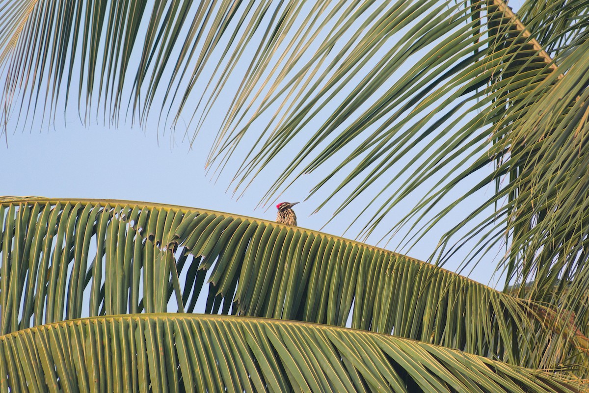 Black-rumped Flameback - ML645387554