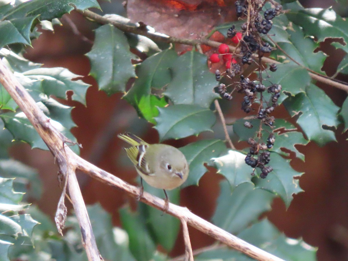 Ruby-crowned Kinglet - ML645387559
