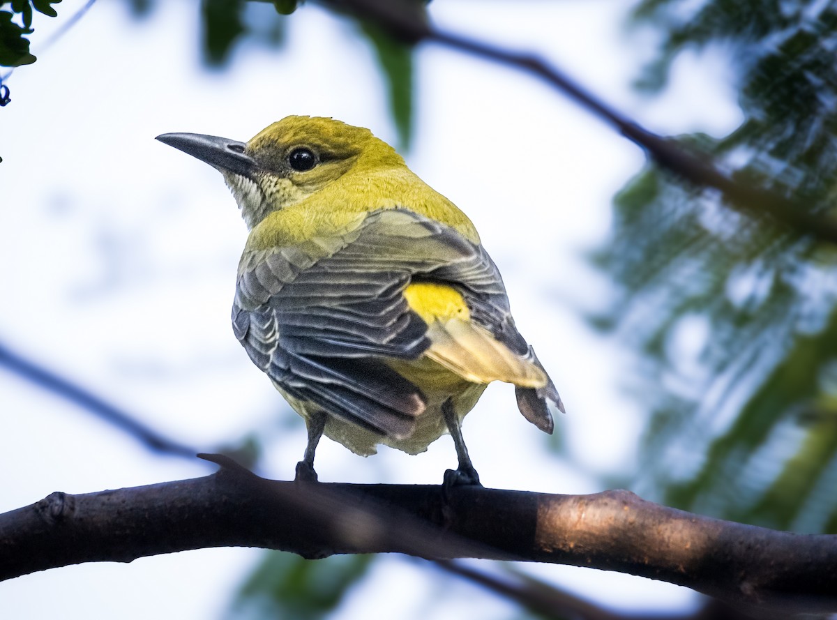 Indian Golden Oriole - ML645387584