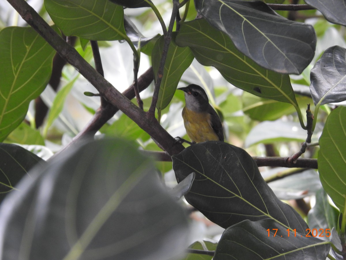 Sucrier à ventre jaune - ML645387590