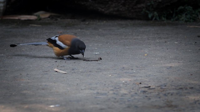 Rufous Treepie - ML645387592