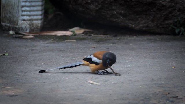 Rufous Treepie - ML645387596