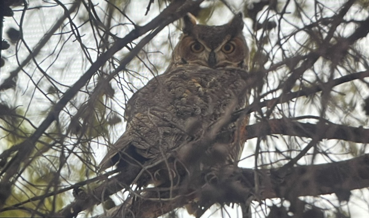 Пугач віргінський - ML645387599