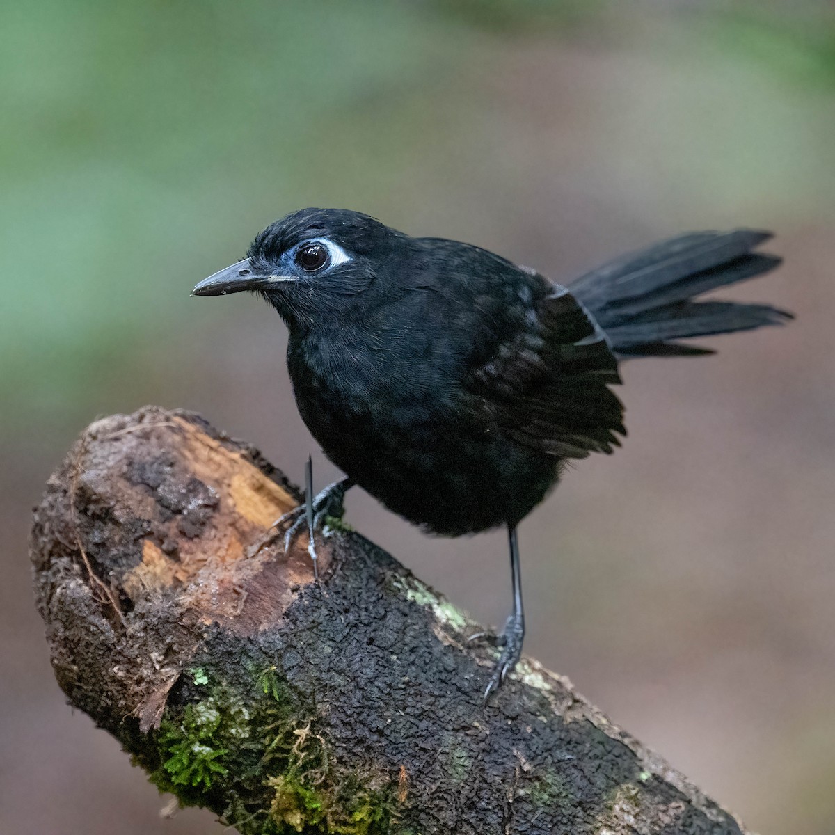 Blue-lored Antbird - ML645387604
