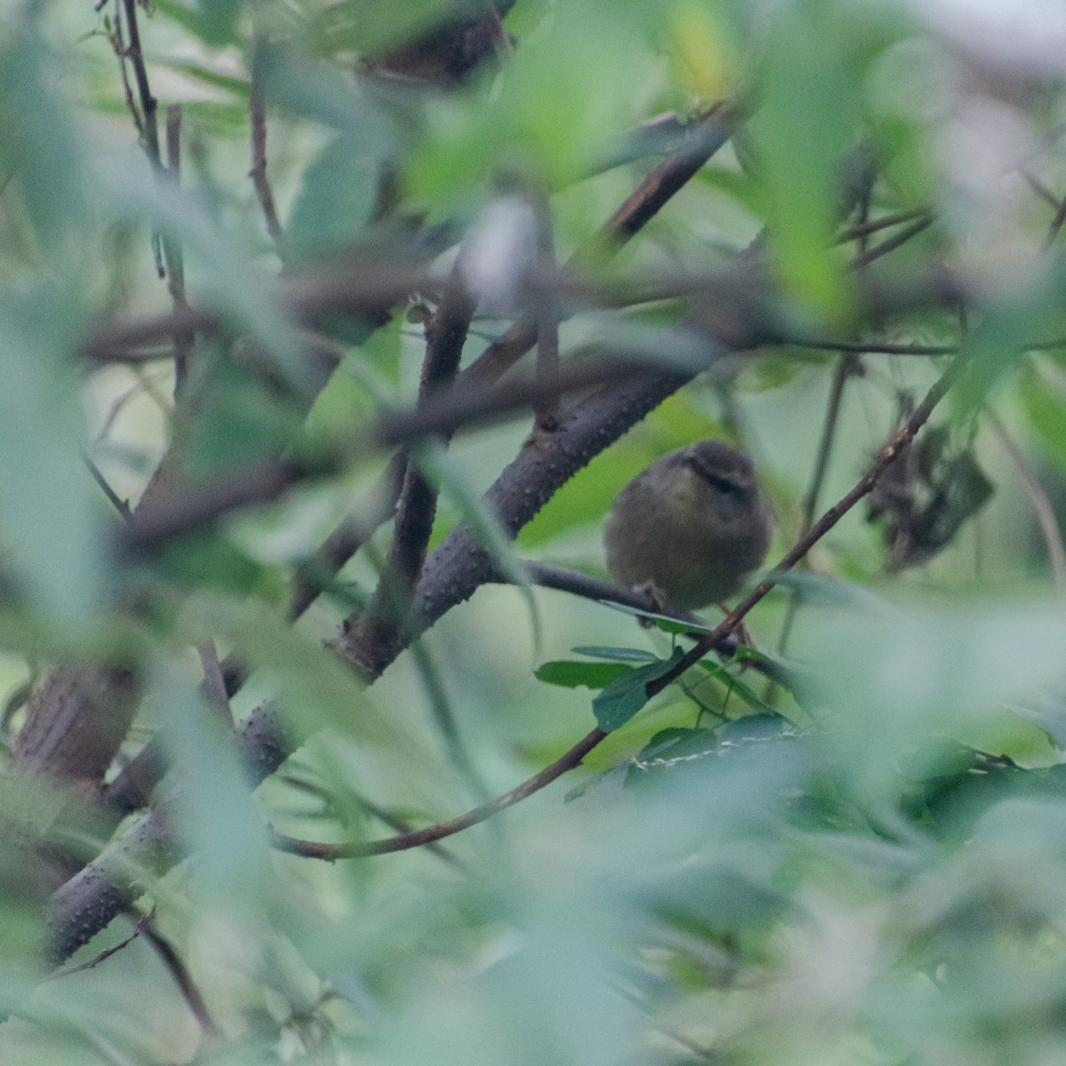 Cetia Montana - ML645387605