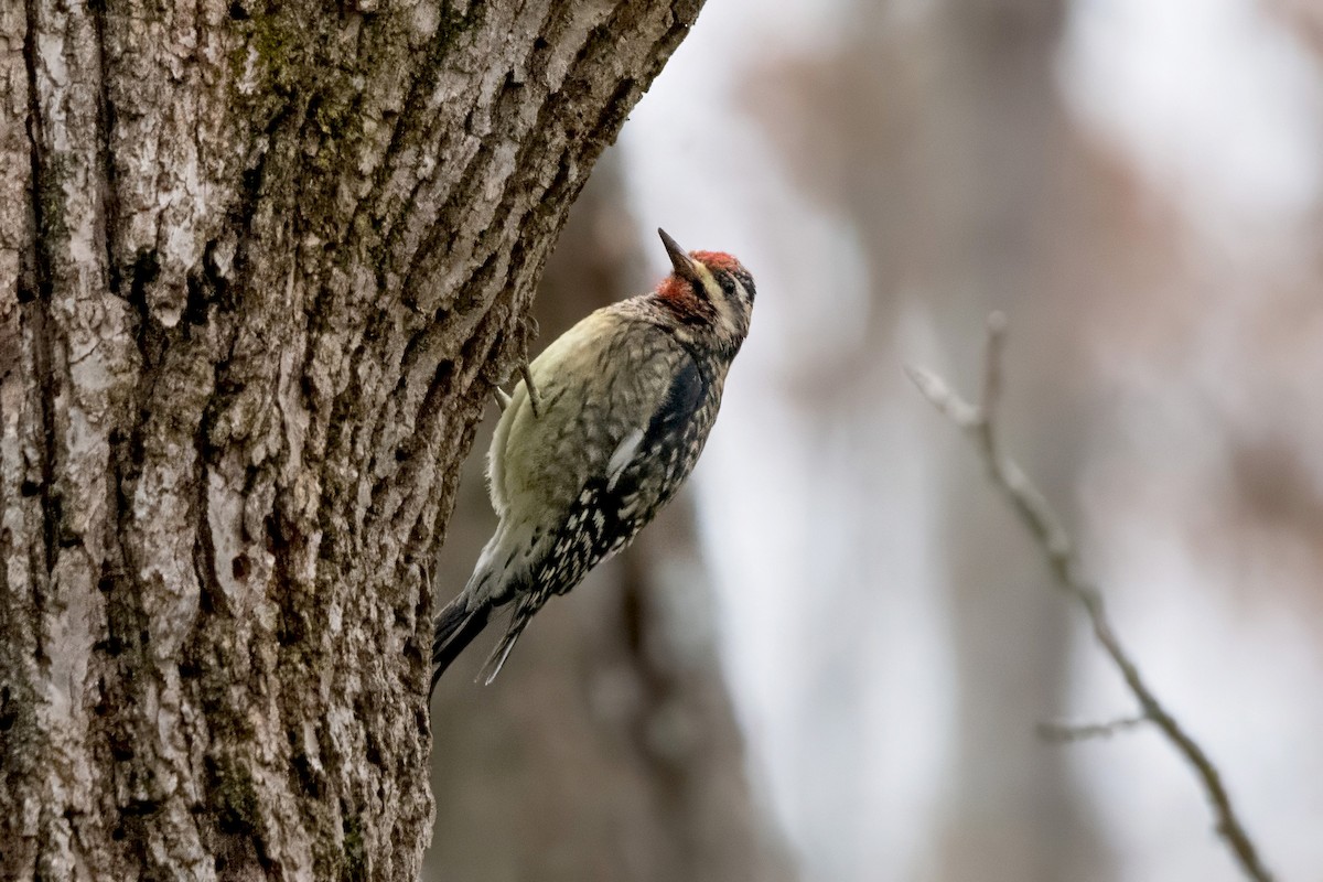 Yellow-bellied Sapsucker - ML645387607