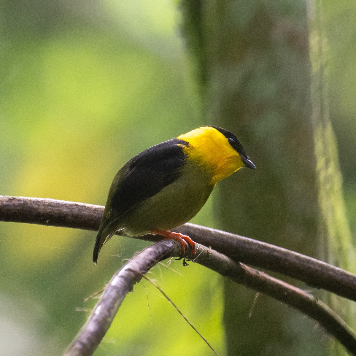 Golden-collared Manakin - ML645387610