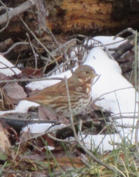 Fox Sparrow (Red) - ML645387612