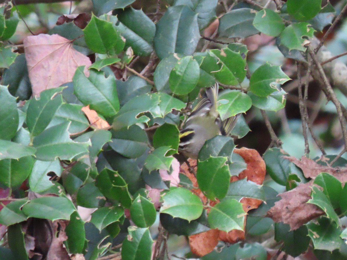 Golden-crowned Kinglet - ML645387622