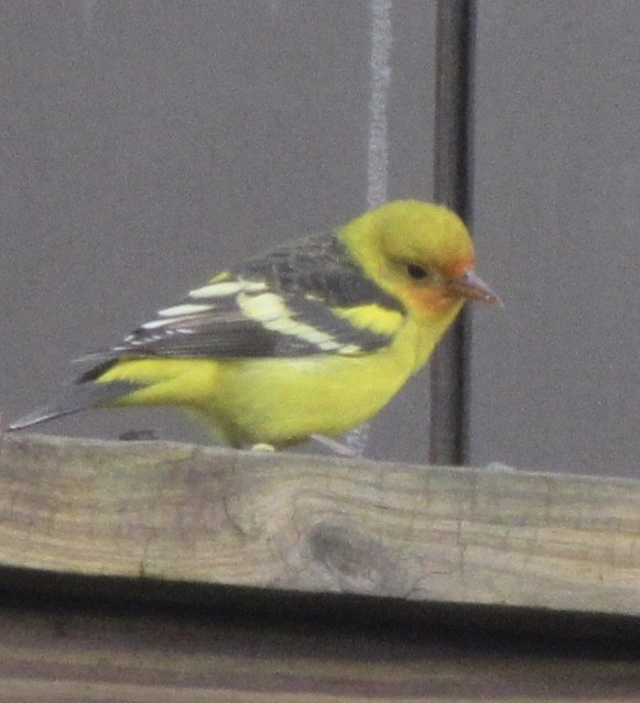 Western Tanager - ML645387630