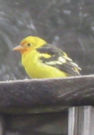 Western Tanager - ML645387631