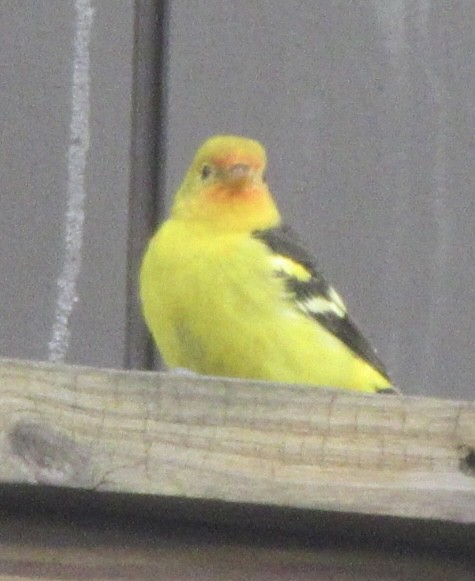 Western Tanager - ML645387632