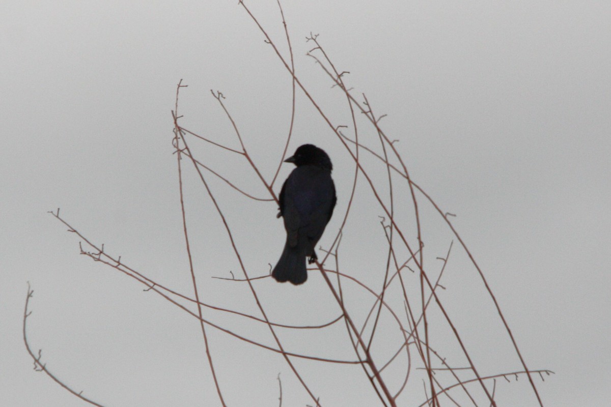 テリバネコウウチョウ - ML645387634