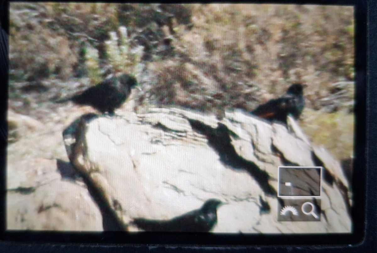 Red-winged Starling - ML645387686